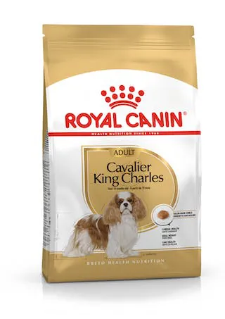 Royal dog cavalier king 1,5 kg